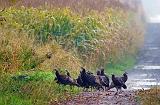 Wild Turkeys In A Lane_51815